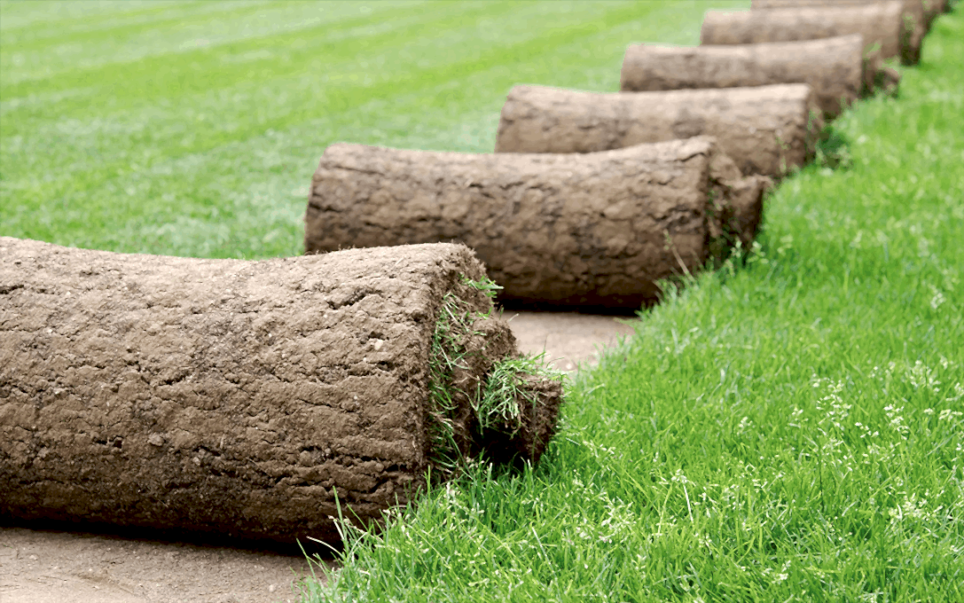 Harvested turf