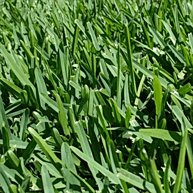 Buffalo grass